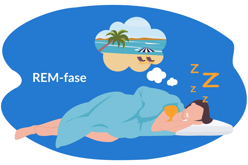 Dromen vinden plaats tijdens de REM-fase
